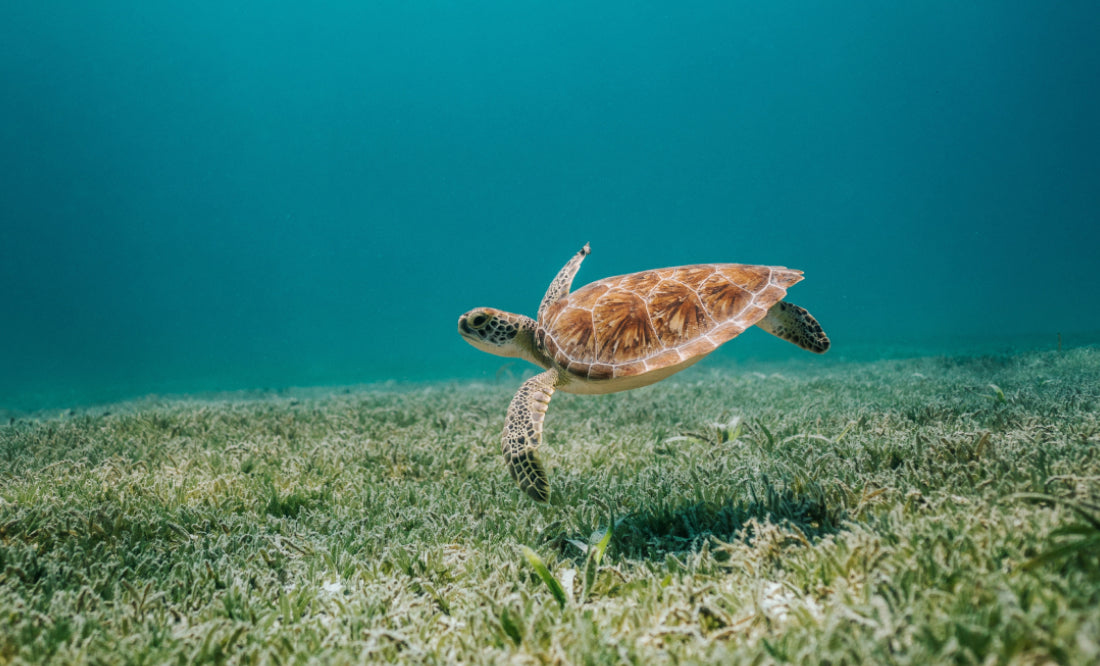 sea turtle